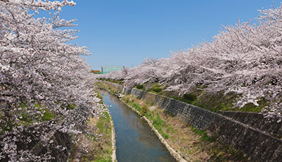 山崎川四季の道